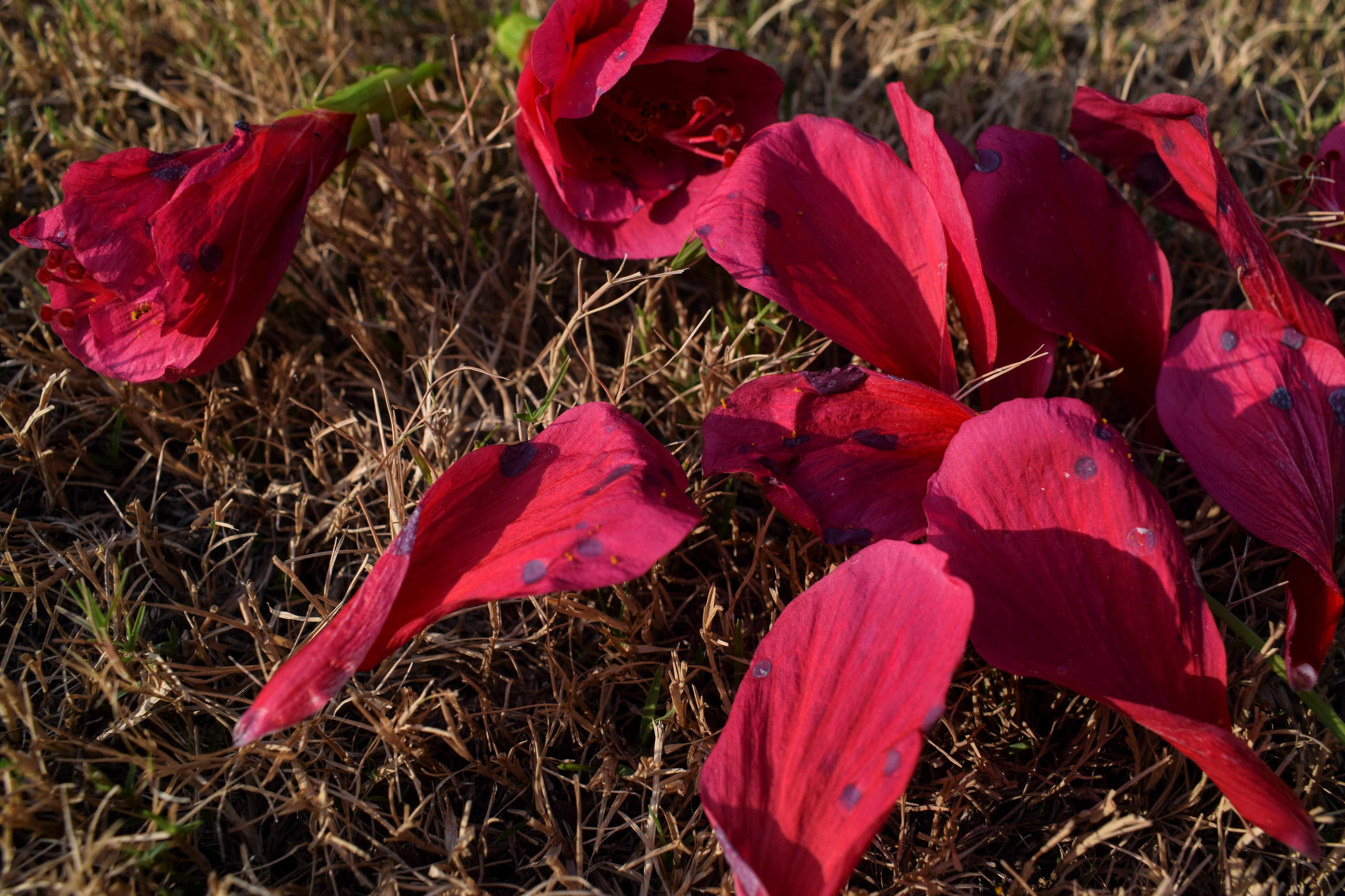 Hibiscus met donkere vlekken​​ 