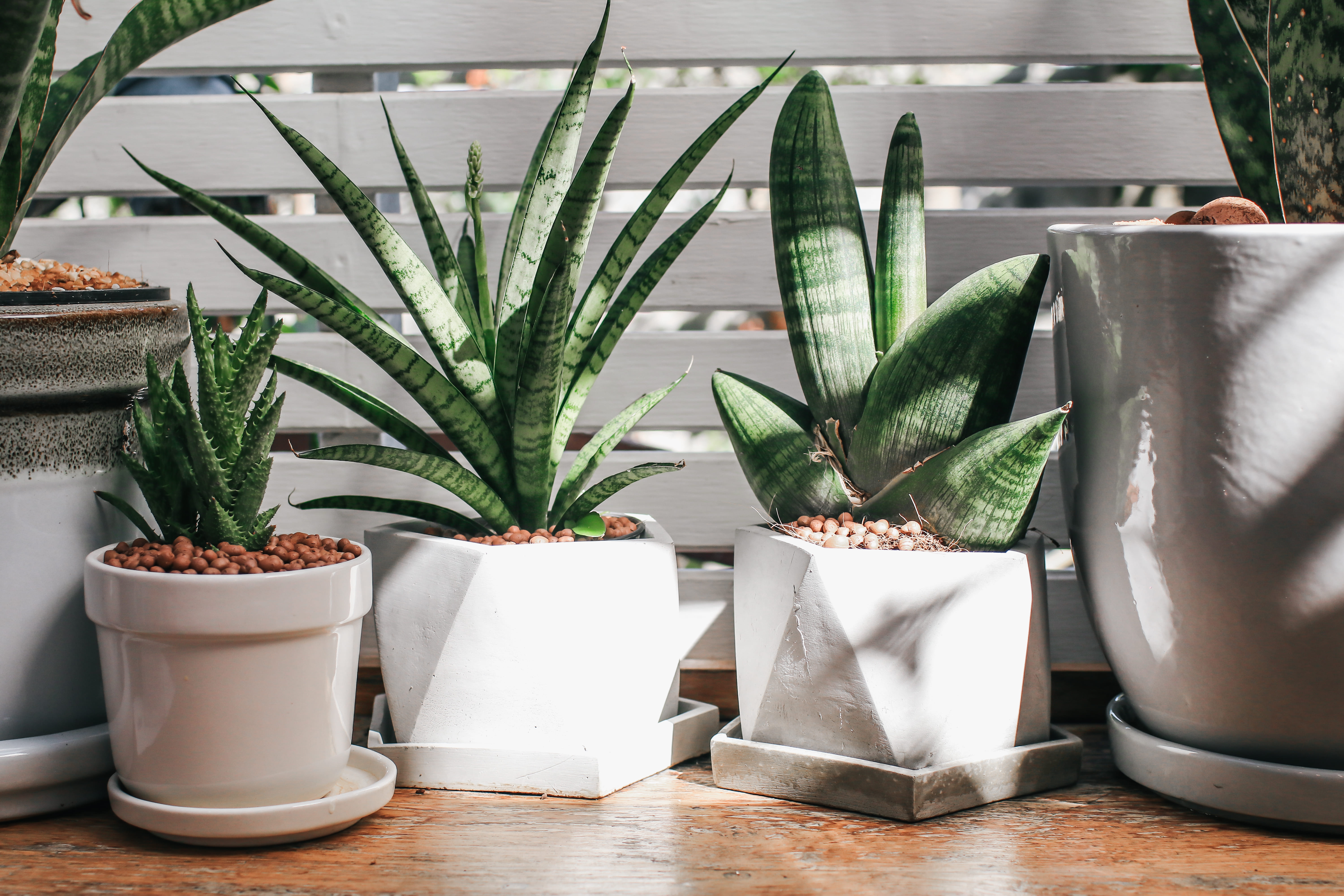 Un groupe de plantes d'aloe vera en pot à l'extérieur