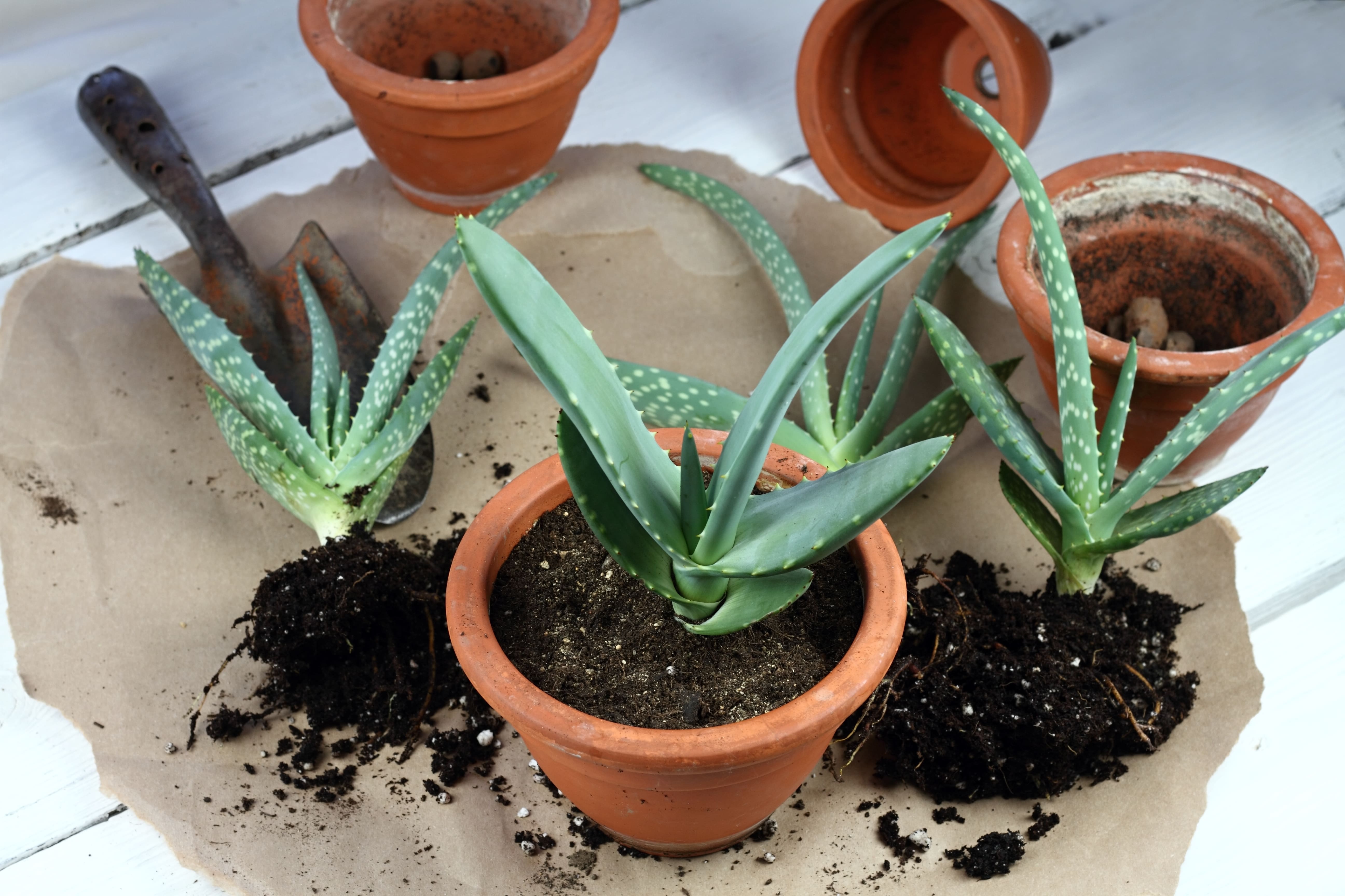 Plantes d'aloe vera mises en pot