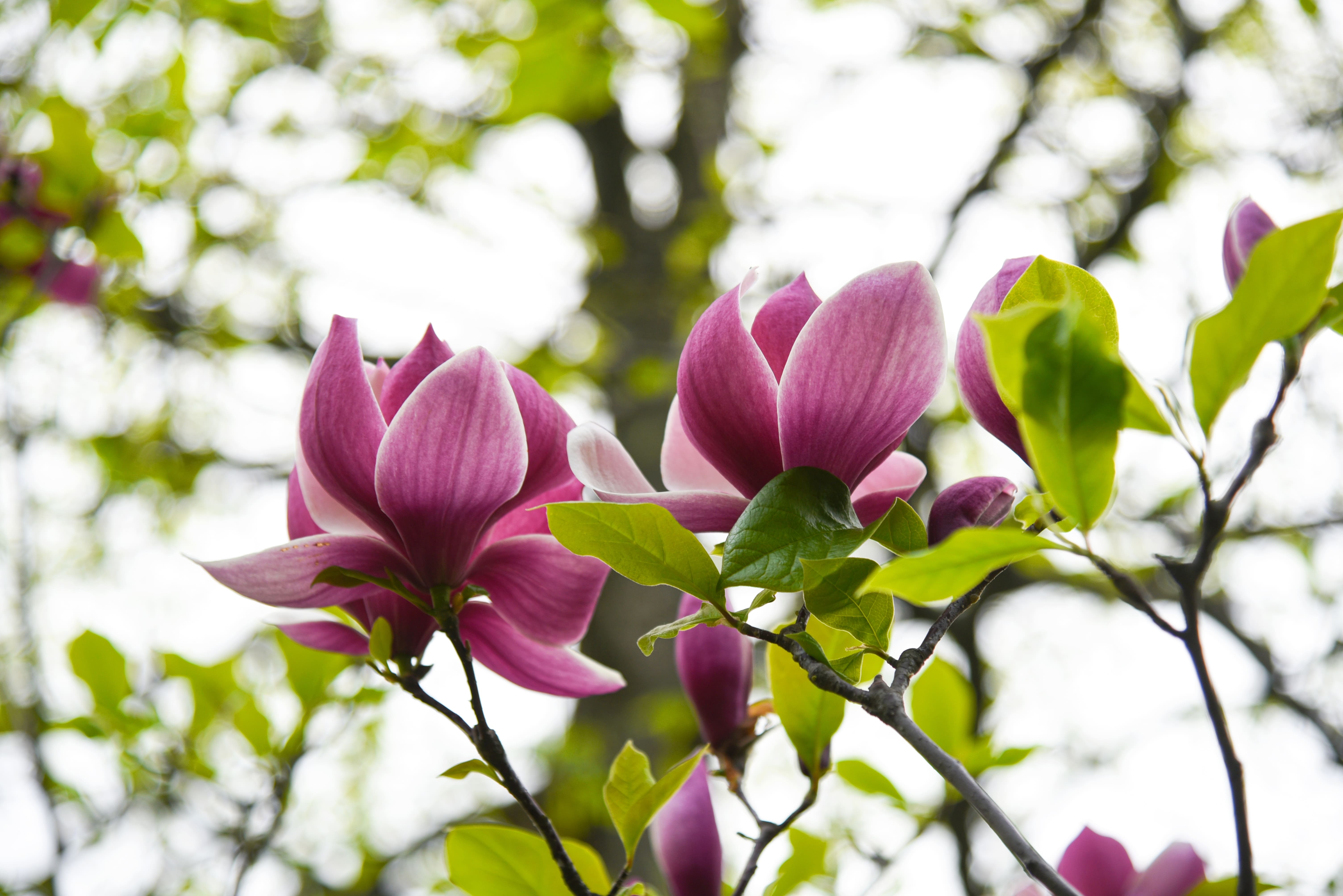 deux fleurs de magnolia roses sur une branche