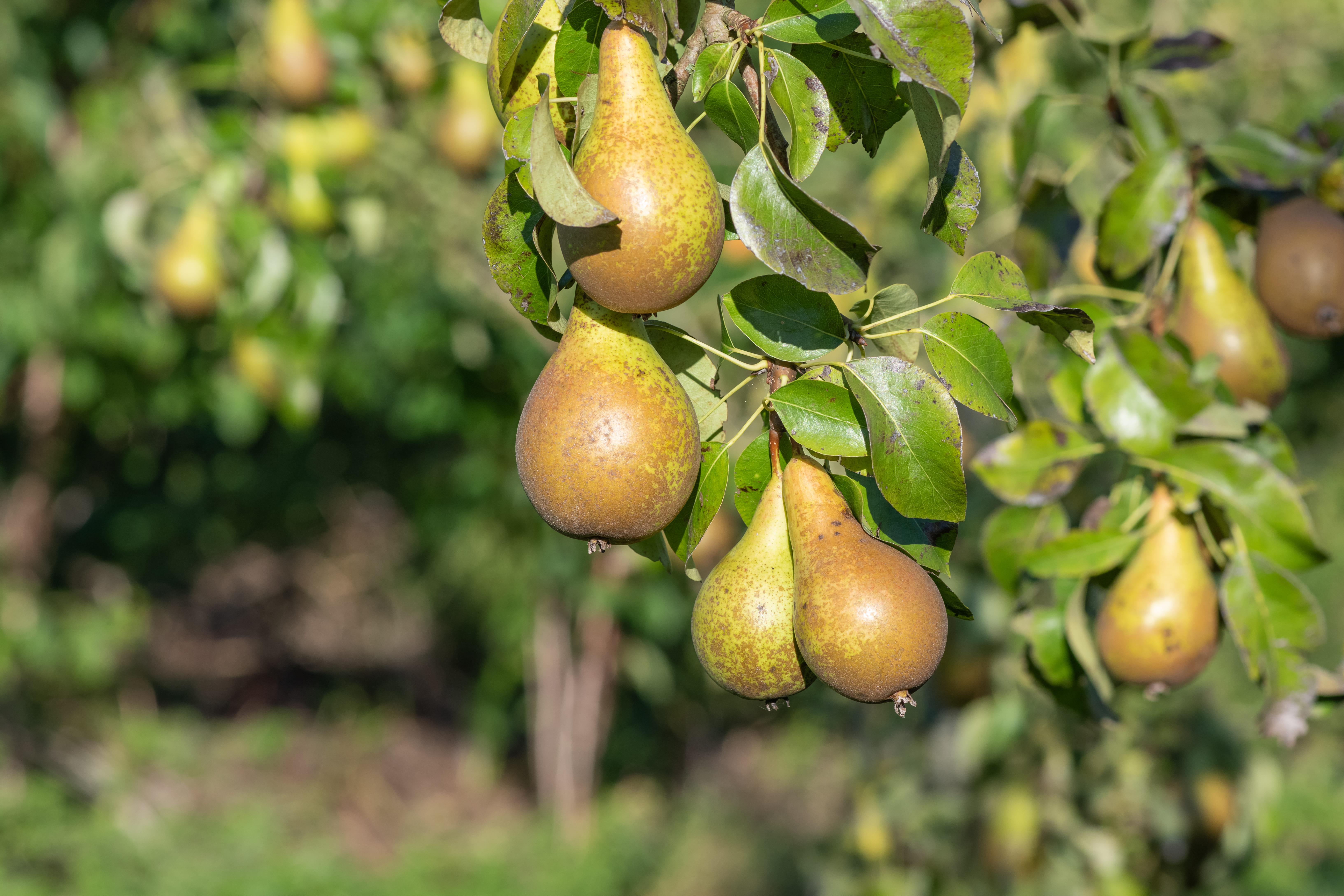 poires mûrissant sur la branche