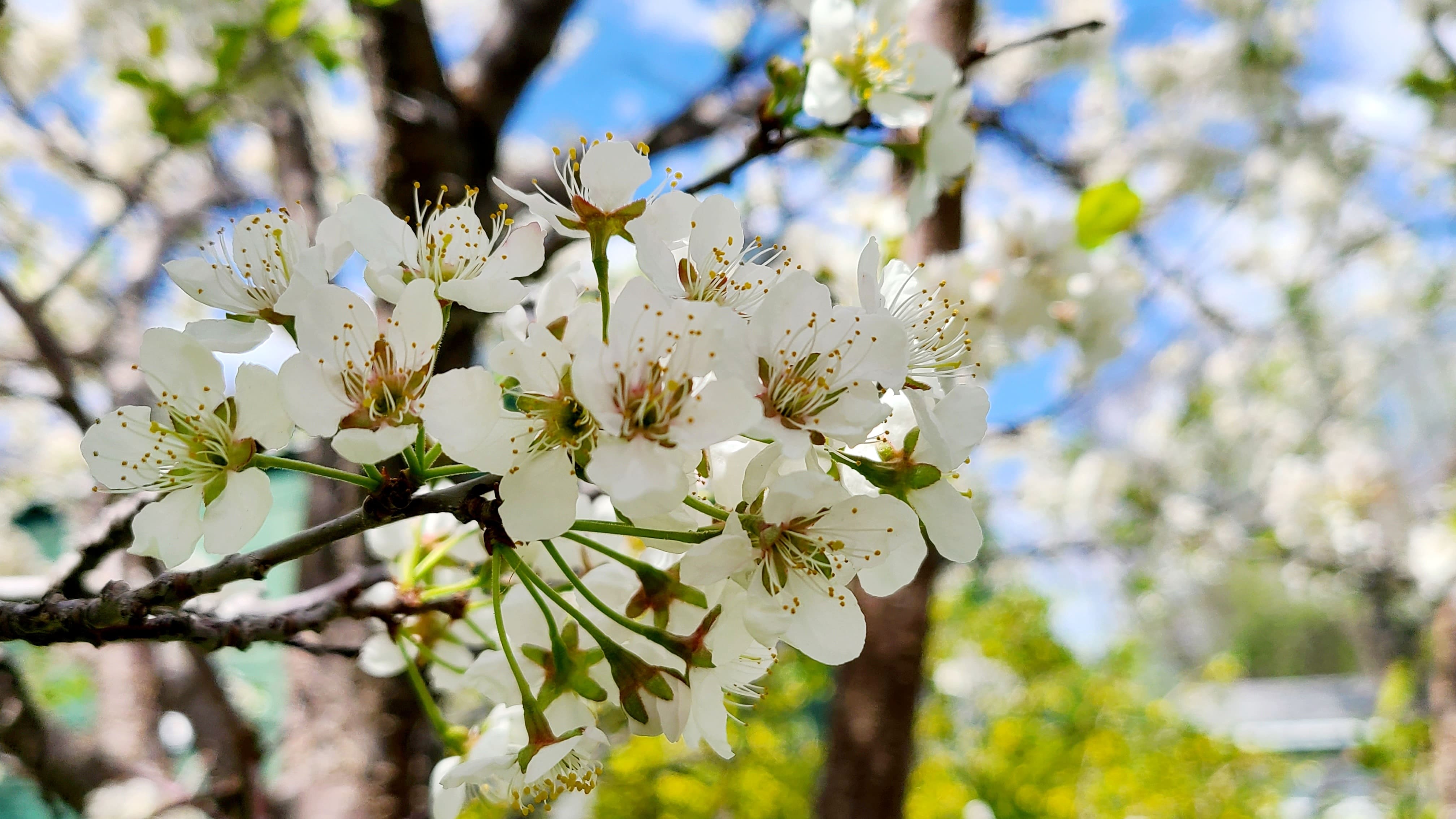 gros plan d'un poirier en fleurs