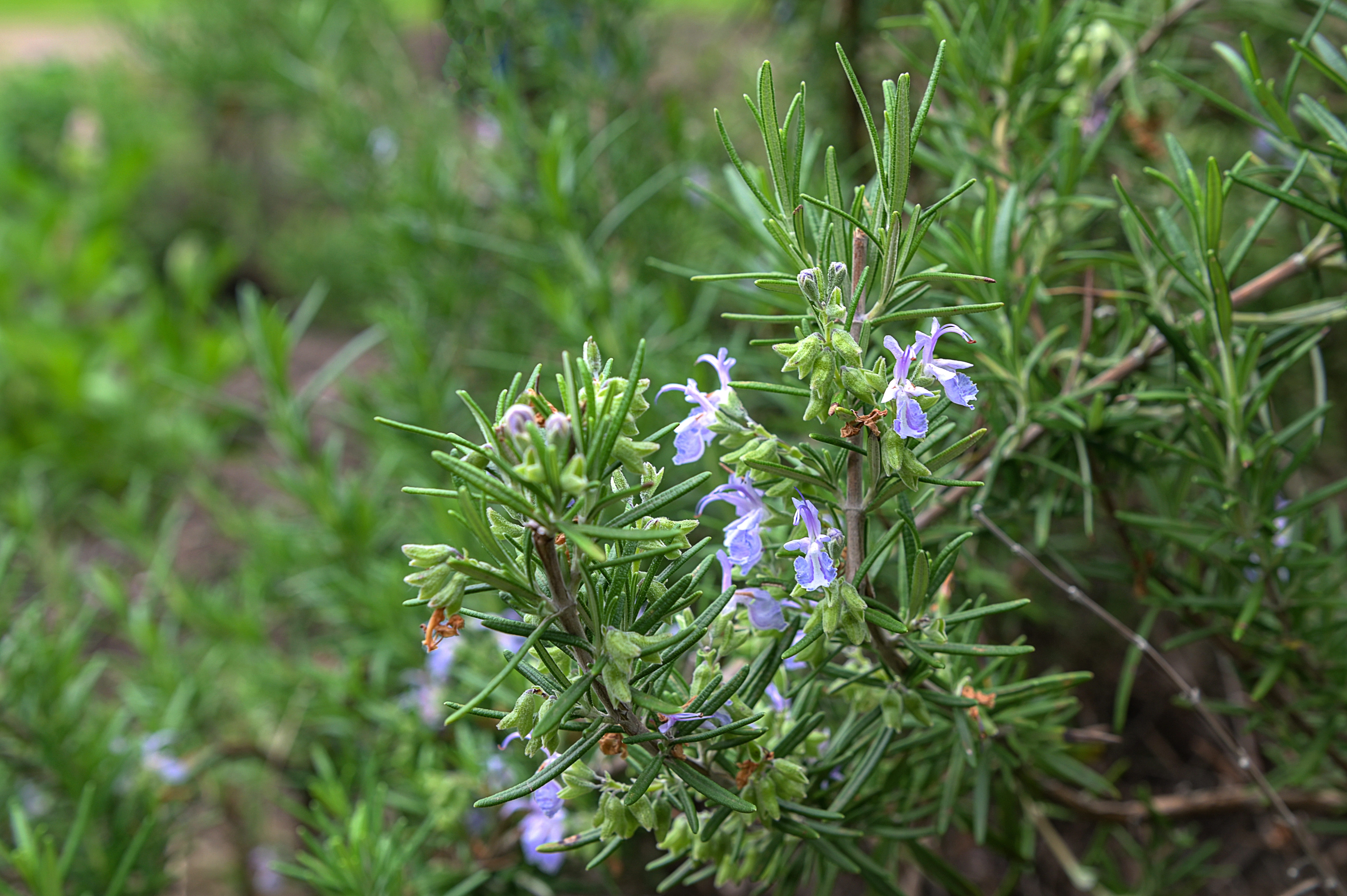 plante de romarin poussant à l'extérieur