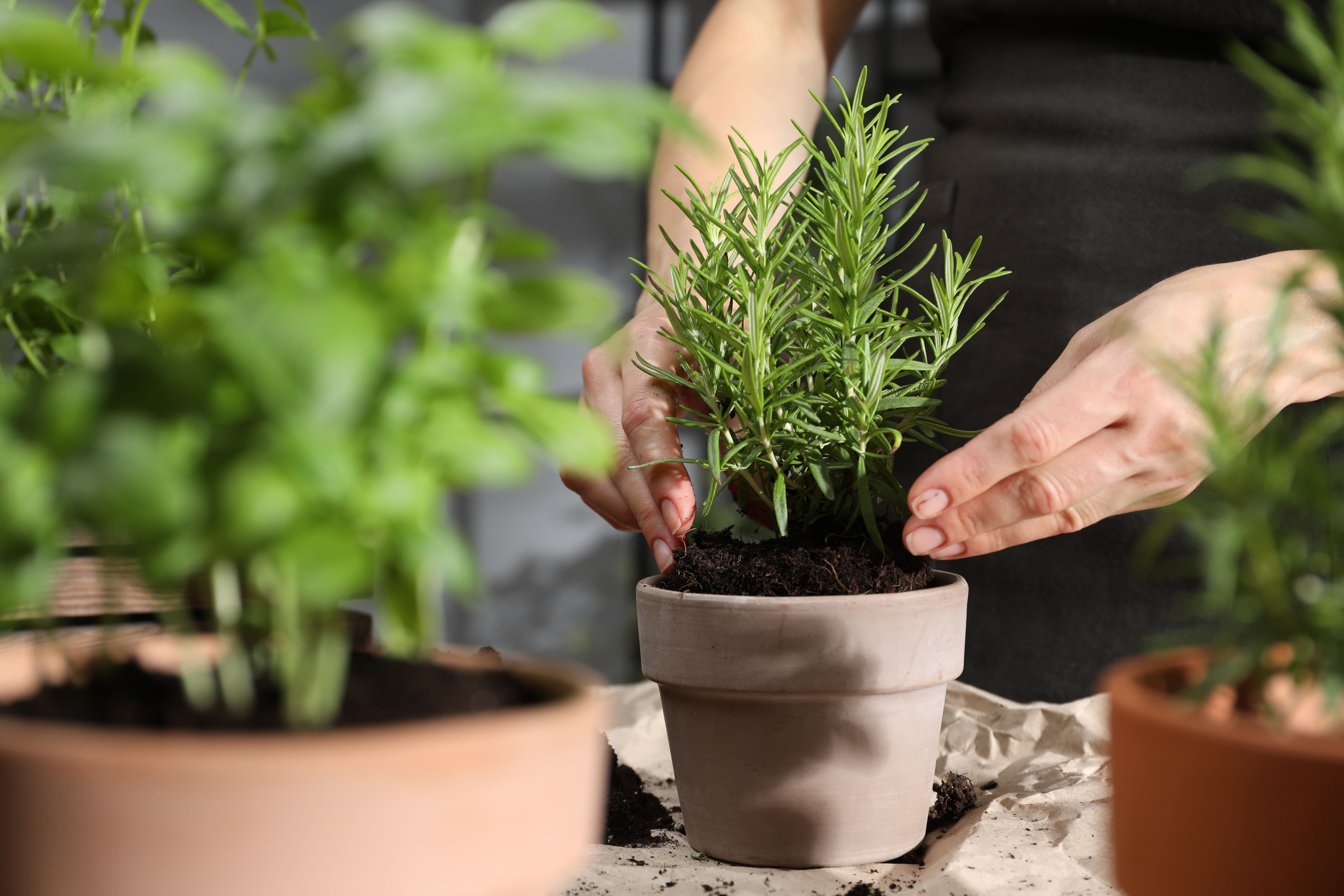 romarin planté dans un petit pot