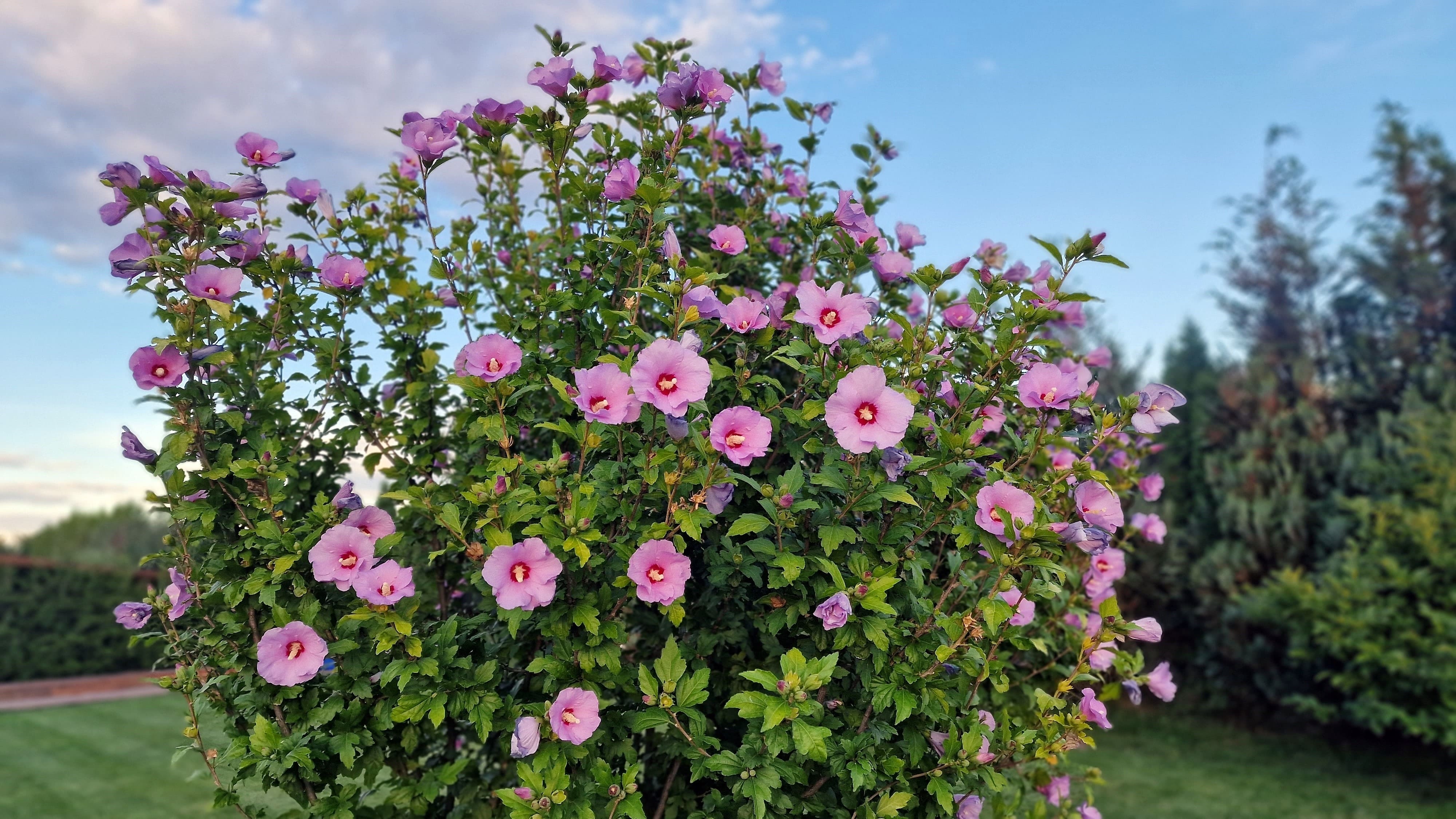 Hibiskus ogrodowy potrafi dorastać do 2 metrów