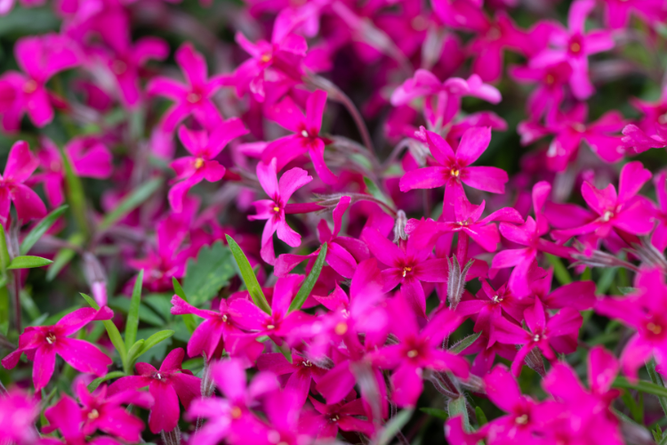 Jak uprawiać i pielęgnować kwiaty lobelii| Love The Garden