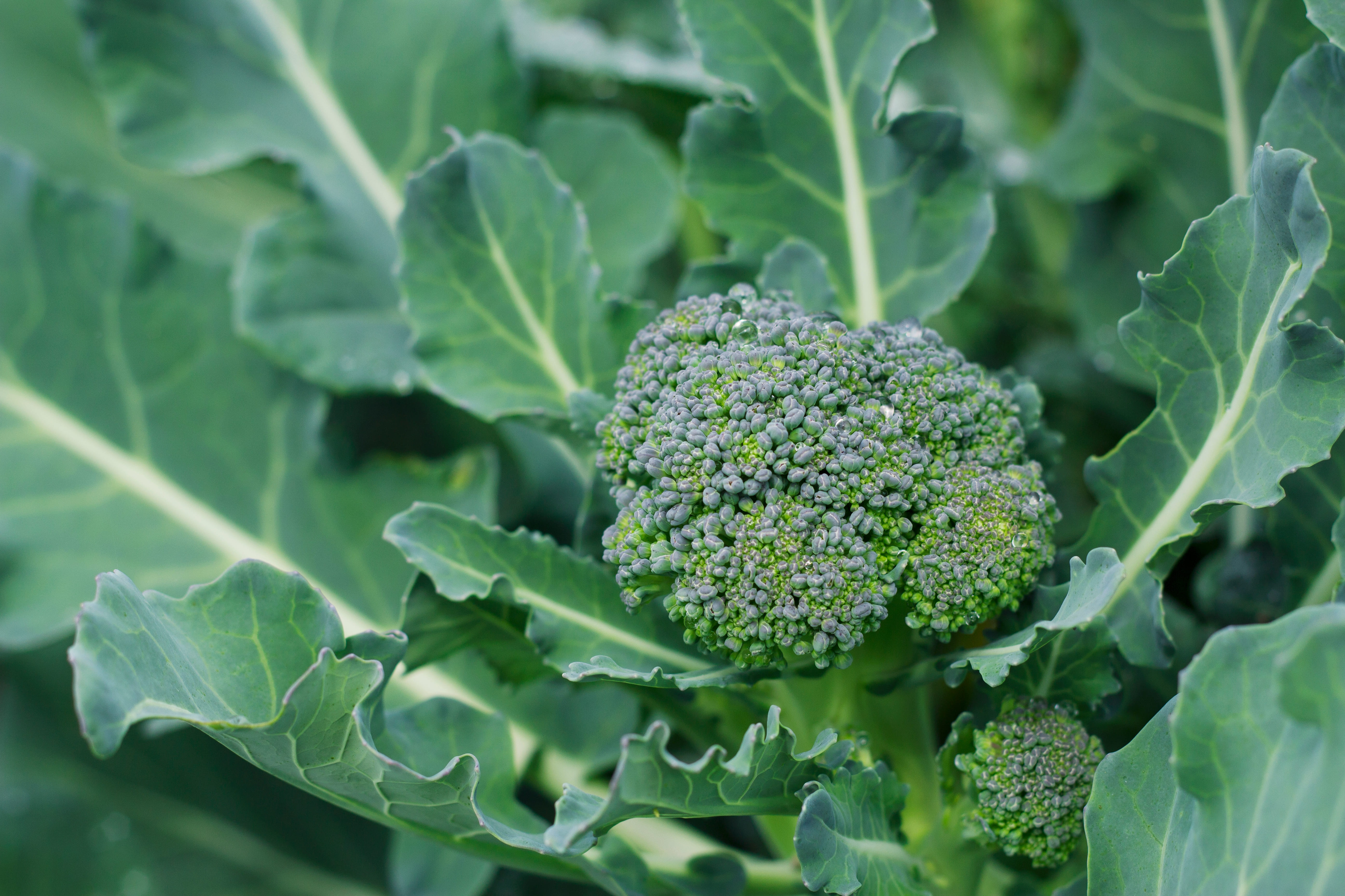 jeune brocoli en croissance