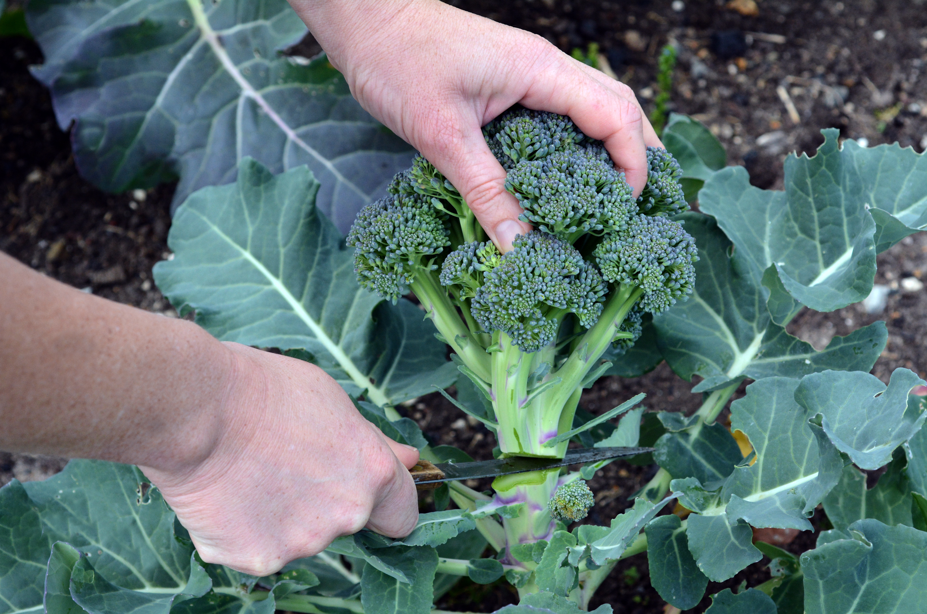 récolter le brocoli