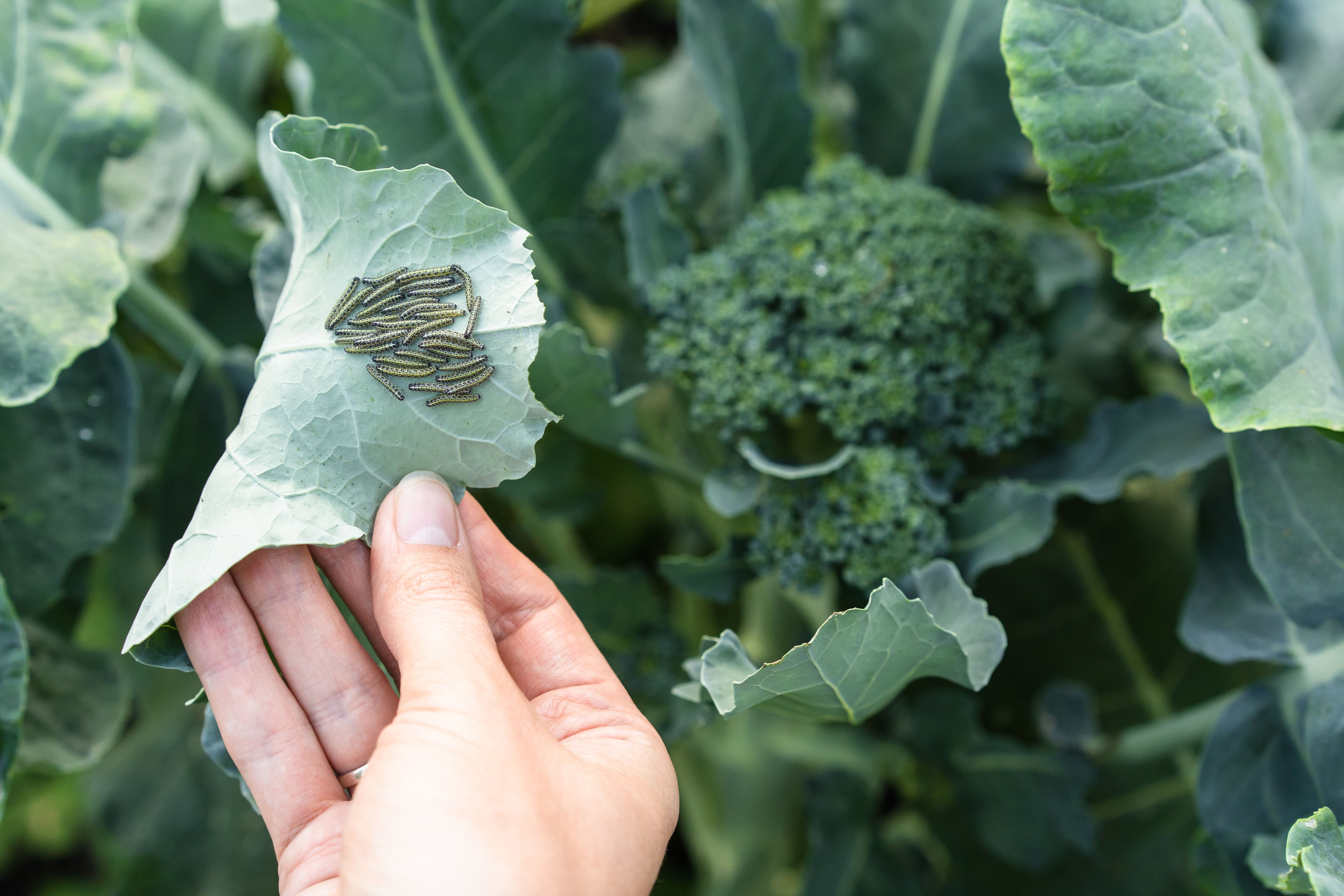 chenilles sur une feuille de brocoli