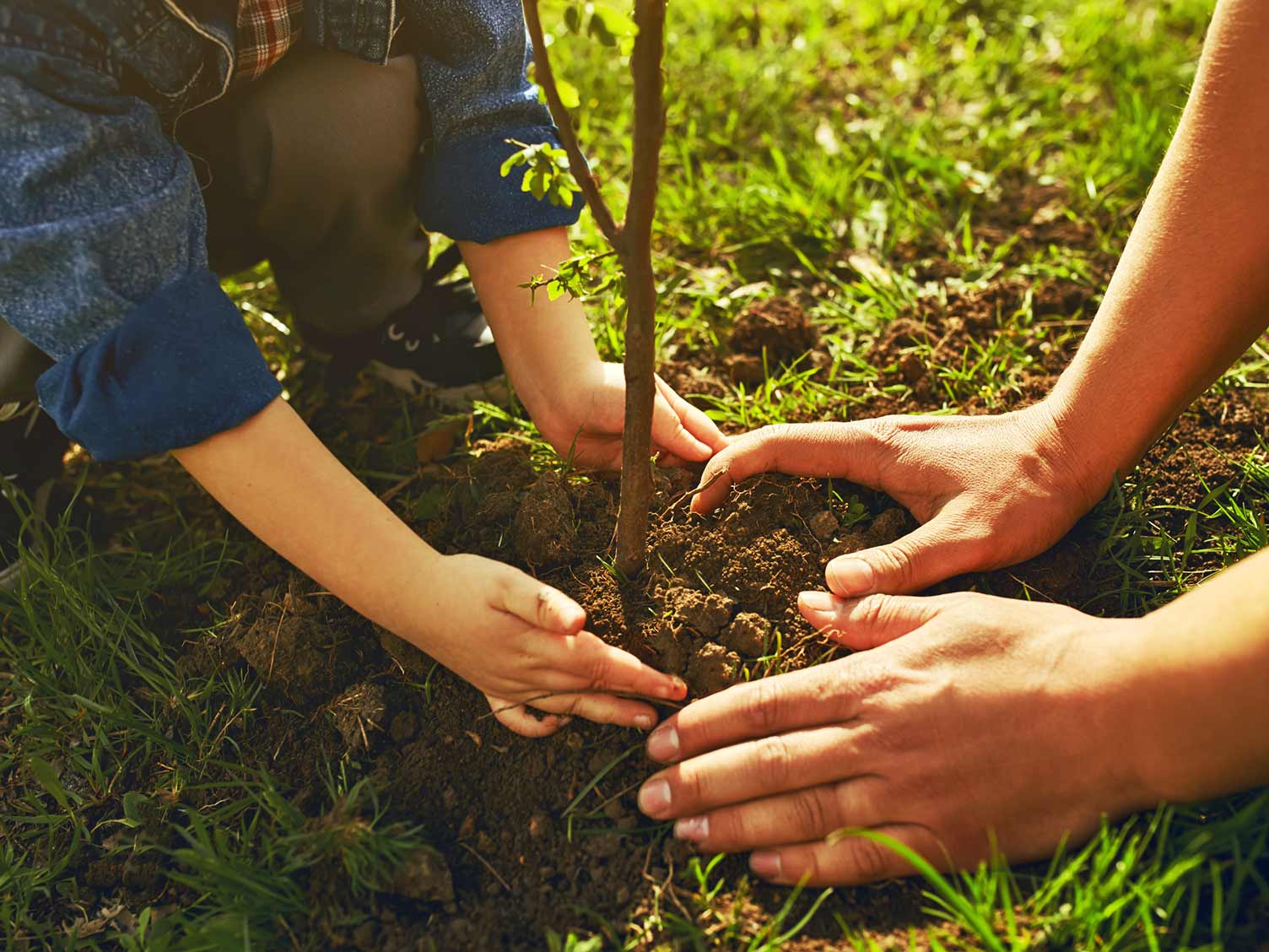 how-to-plant-a-tree-love-the-garden