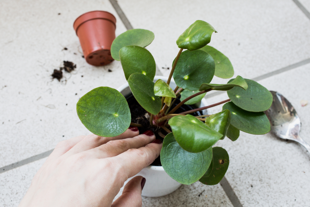 Pilea - Nos conseils pour arroser et entretenir vos plantes d'intérieur