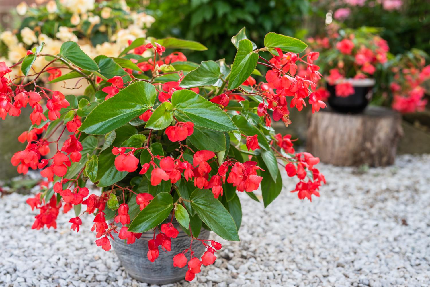 Flowering begonia in a container