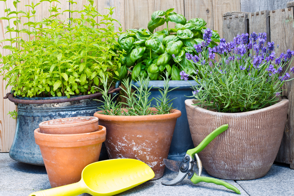 Planter De La Lavande Dans Le Jardin | La Pause Jardin