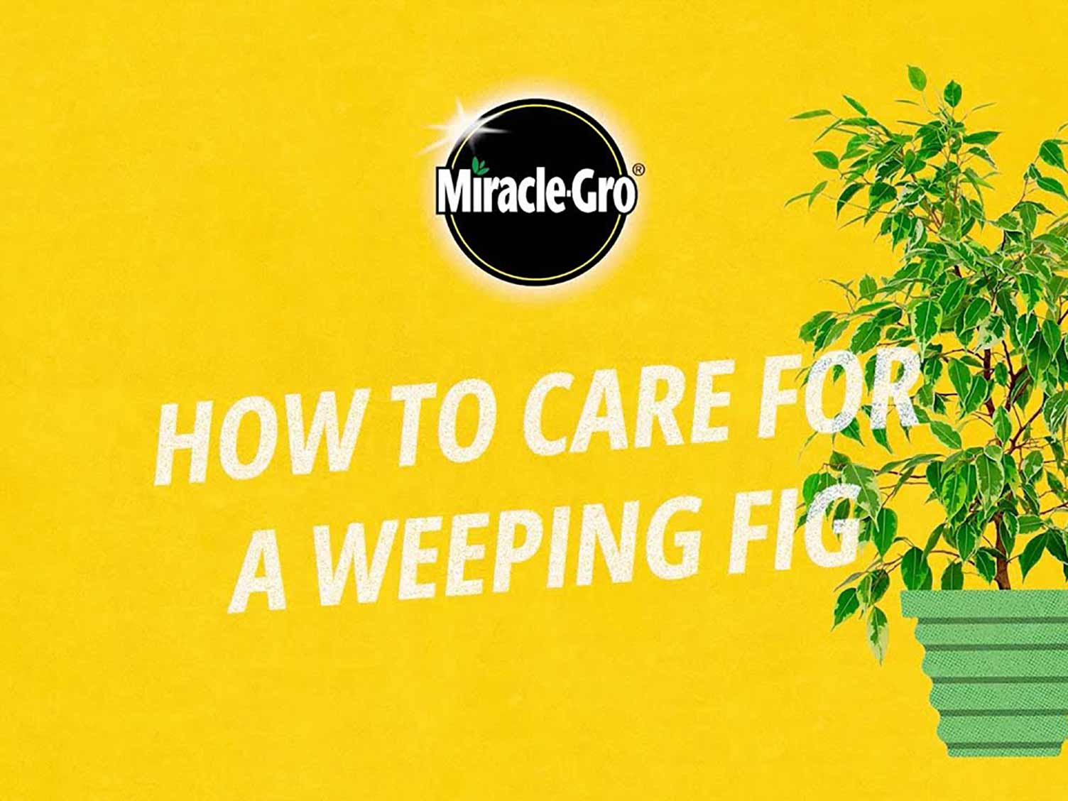 how-to-care-for-a-rubber-plant-love-the-garden