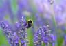 Bees & butterflies | David Domoney | Miracle-Gro