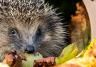 When do hedgehogs hibernate?
