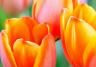 How and when to plant tulips