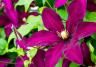 When to prune Clematis
