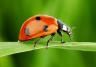 11 fascinating ladybird facts
