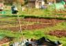 Allotment gardening: take up the challenge!