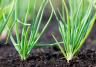 How to use bone meal fertiliser for plants