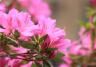 Najpiękniejsze rodzaje i odmiany rododendronów 