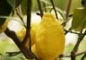 Appelsin-, og citrontræer