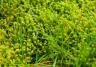 Close-up of moss growing in lawn