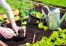 Les carrés potager