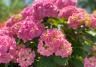 Comment lutter contre les cochenilles sur les hortensias