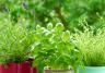Cultiver des plantes aromatiques sur un balcon