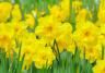 How and when to grow daffodils