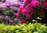 Pink and purple rhododendron flowers