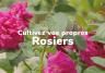 Cultivez vos propres rosiers