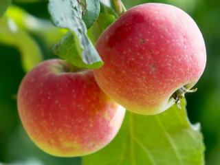 How To Prune Apple Fruit Trees Love The Garden