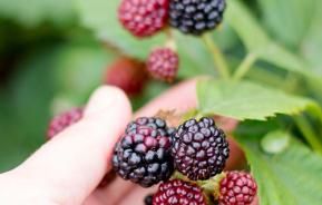 Harvesting Blackberries