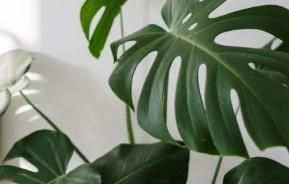 Why To Put Your Indoor Plants In The Rain