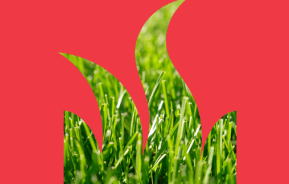 Lawn