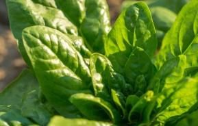 How to grow spinach