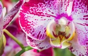alle elsker orkideer