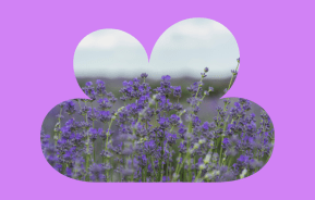 15 Shade Loving Plants That’ll Brighten Up Your Garden