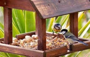 Bird tables for small birds