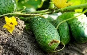 Comment planter et cultiver le concombre? | Ilovemygarden
