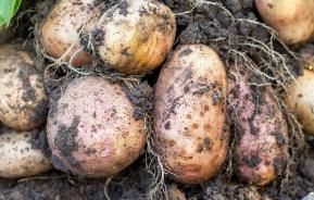 kiedy i jak sadzić ziemniaki