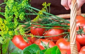 Vegetable Growing and Planting Calendar UK