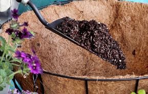 A beginners guide to hanging baskets
