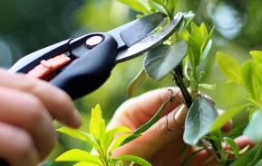 How and when to take plant cuttings