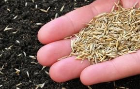 How to sow grass seed for the perfect lawn