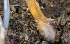 Onion white rot - treatment and control