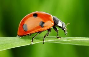 11 fascinating ladybird facts